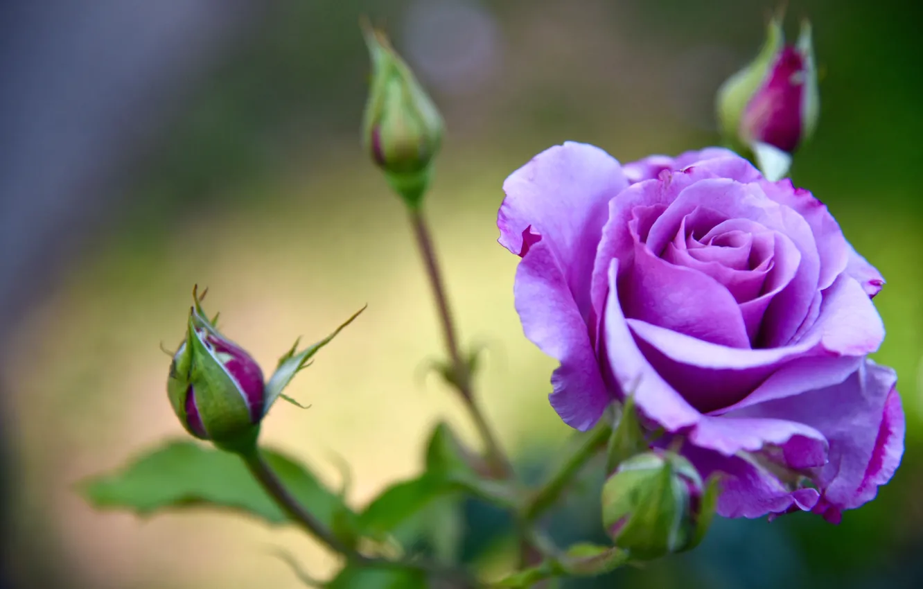Фото обои роза, лепестки, бутоны, лиловая