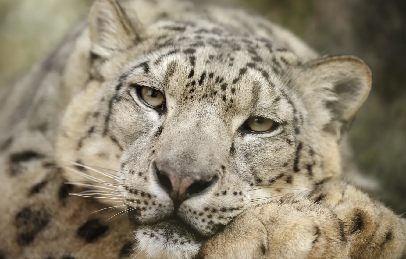 Фото обои snow leopard, head, feline