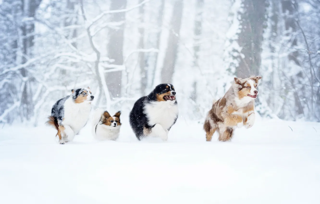 Фото обои зима, лес, собаки, снег, прогулка, забег, квартет, Д’Артаньян и три мушкетёра