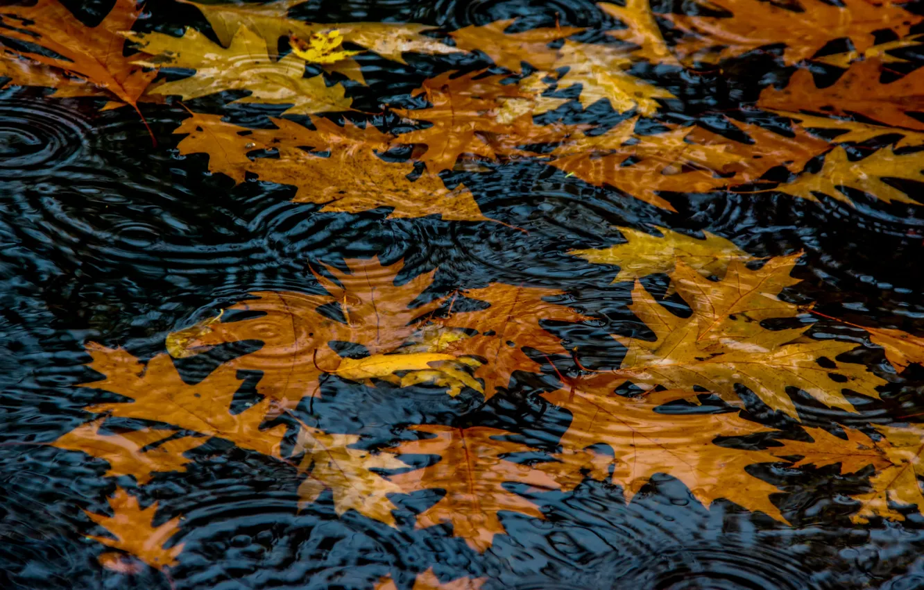 Фото обои осень, листья, вода, круги