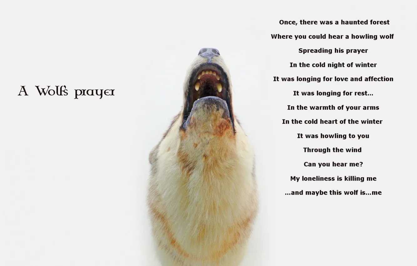 Фото обои wolf, story, prayer, a wolf prayer quotes