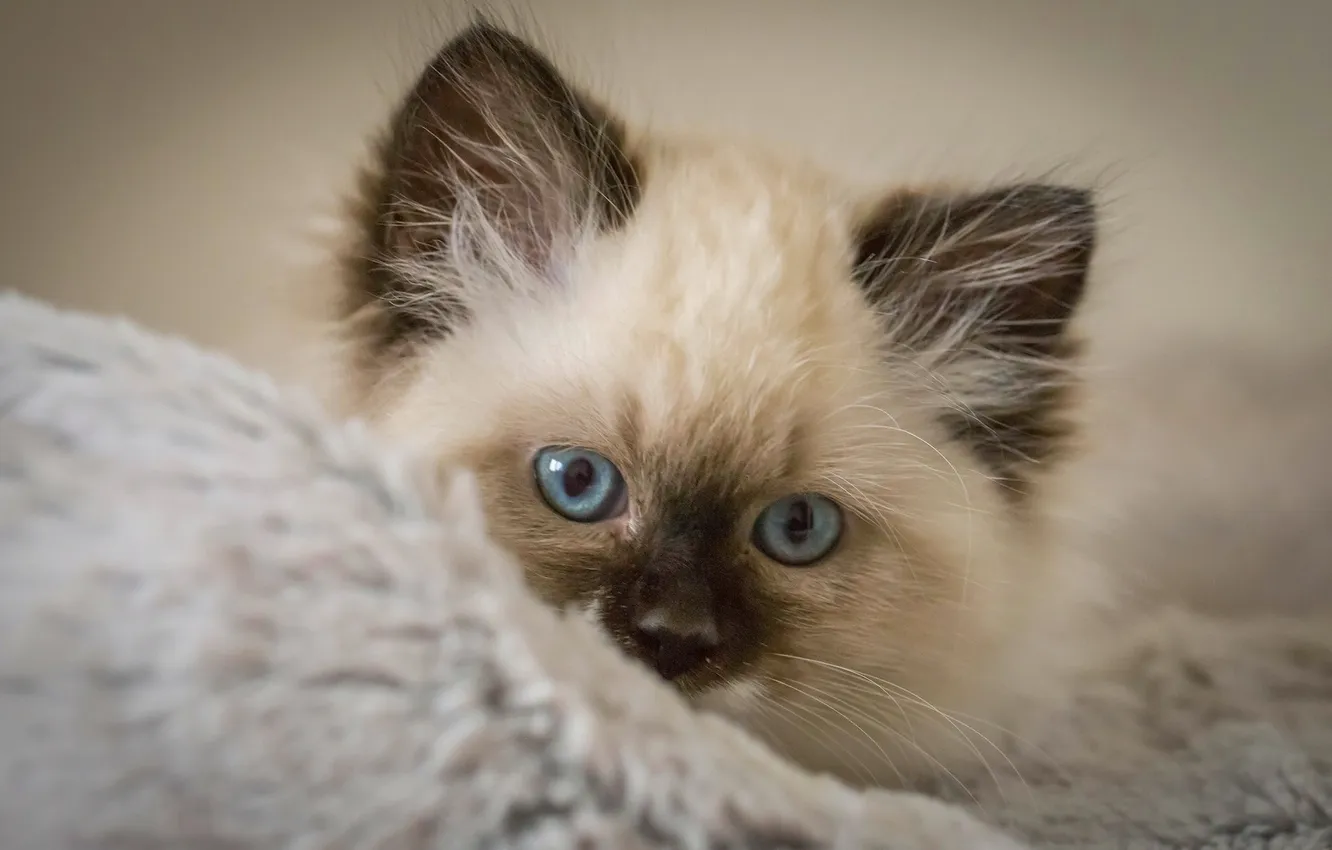Фото обои взгляд, мордочка, котёнок, голубые глаза