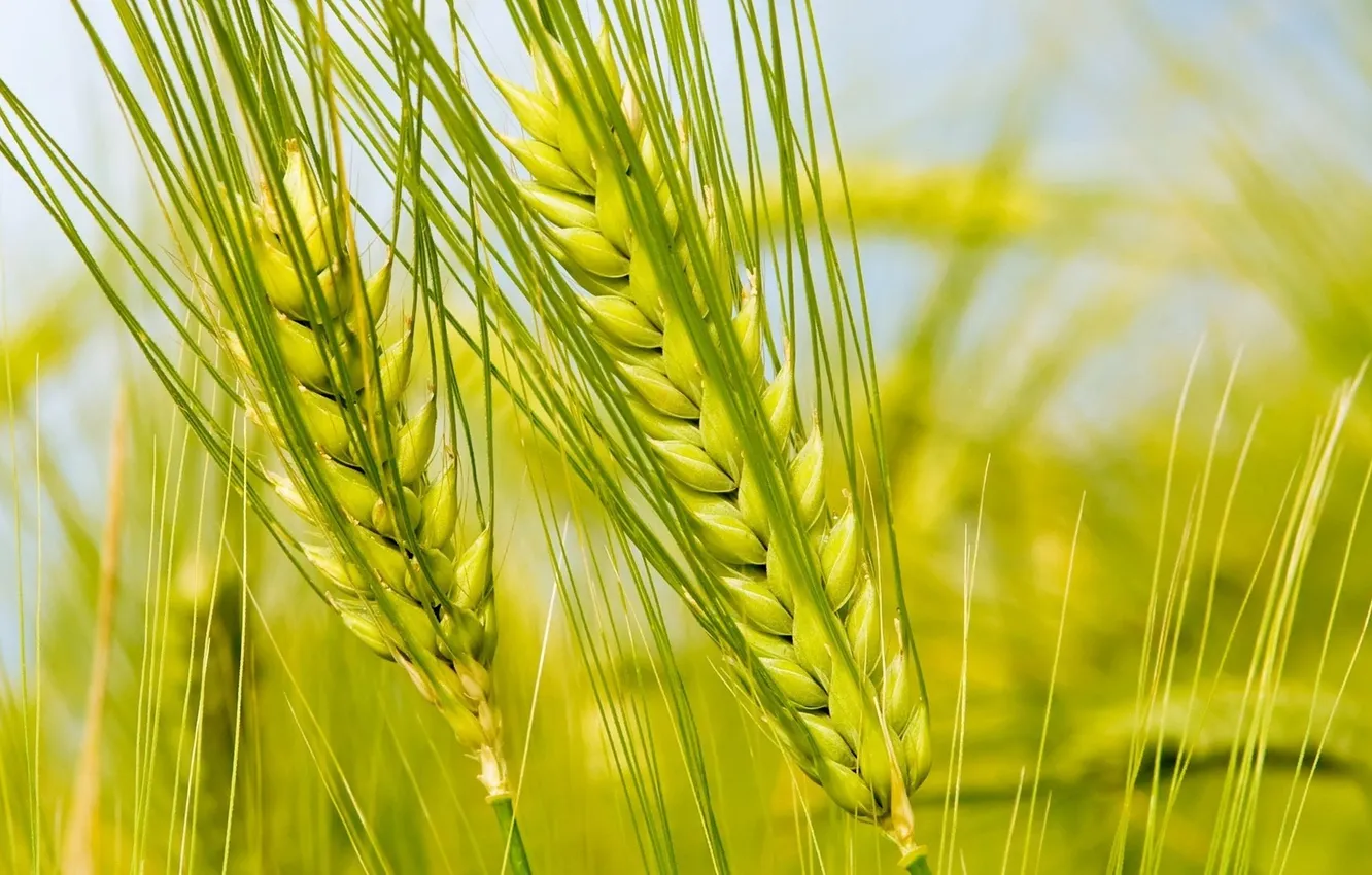 Фото обои пшеница, макро, колосья