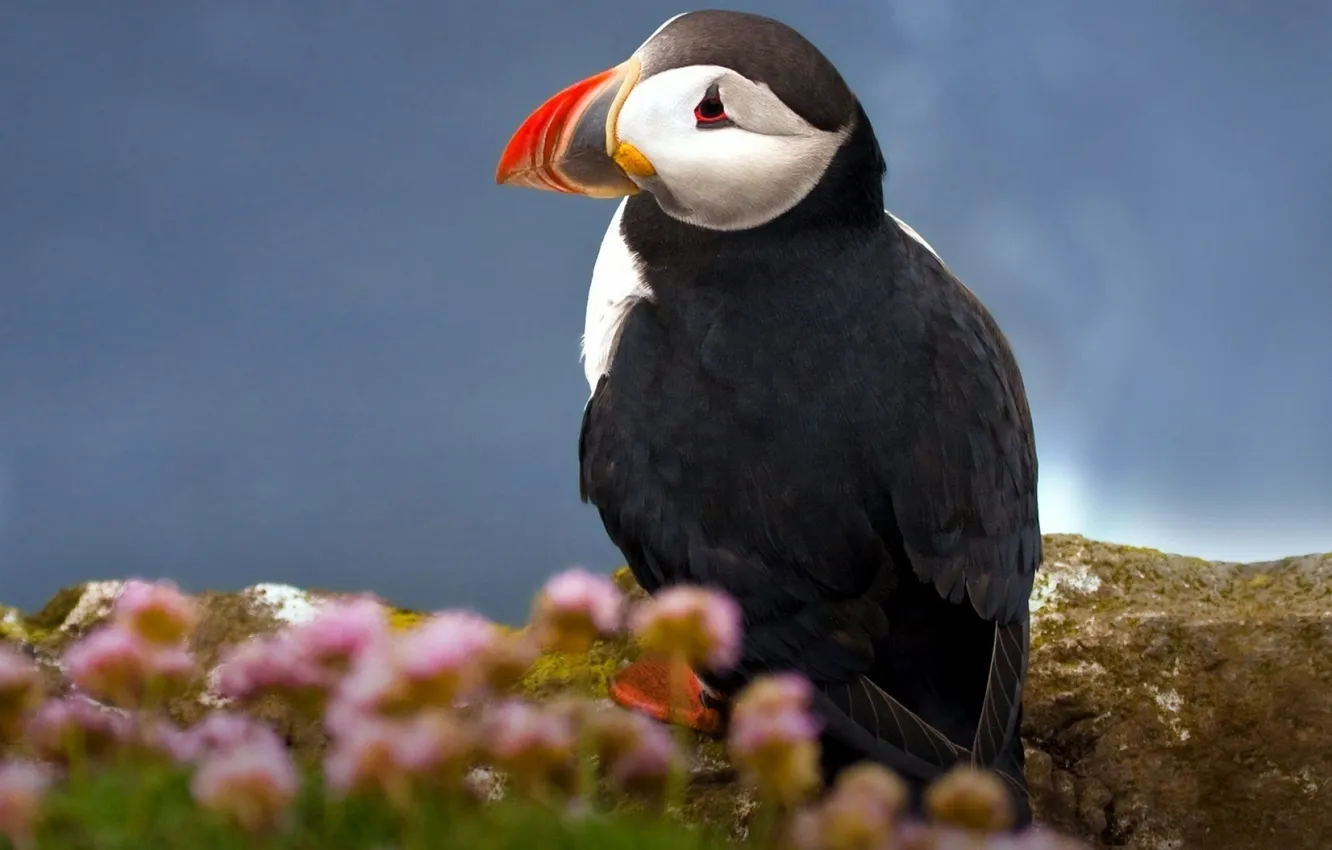 Фото обои Птица, Тупик, Atlantic Puffin