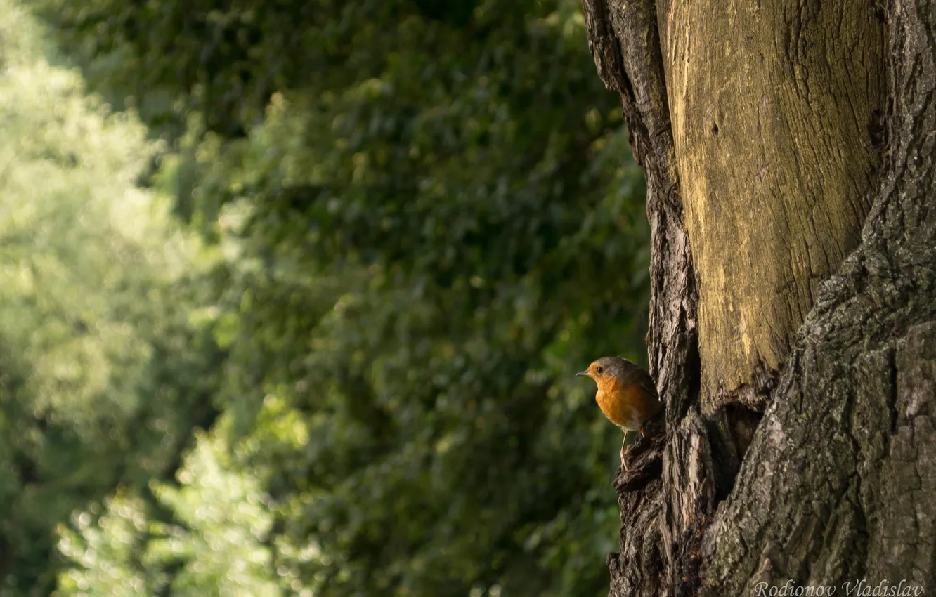 Фото обои дерево, птица, кора, Владислав Родионов, Vladislav Rodionov