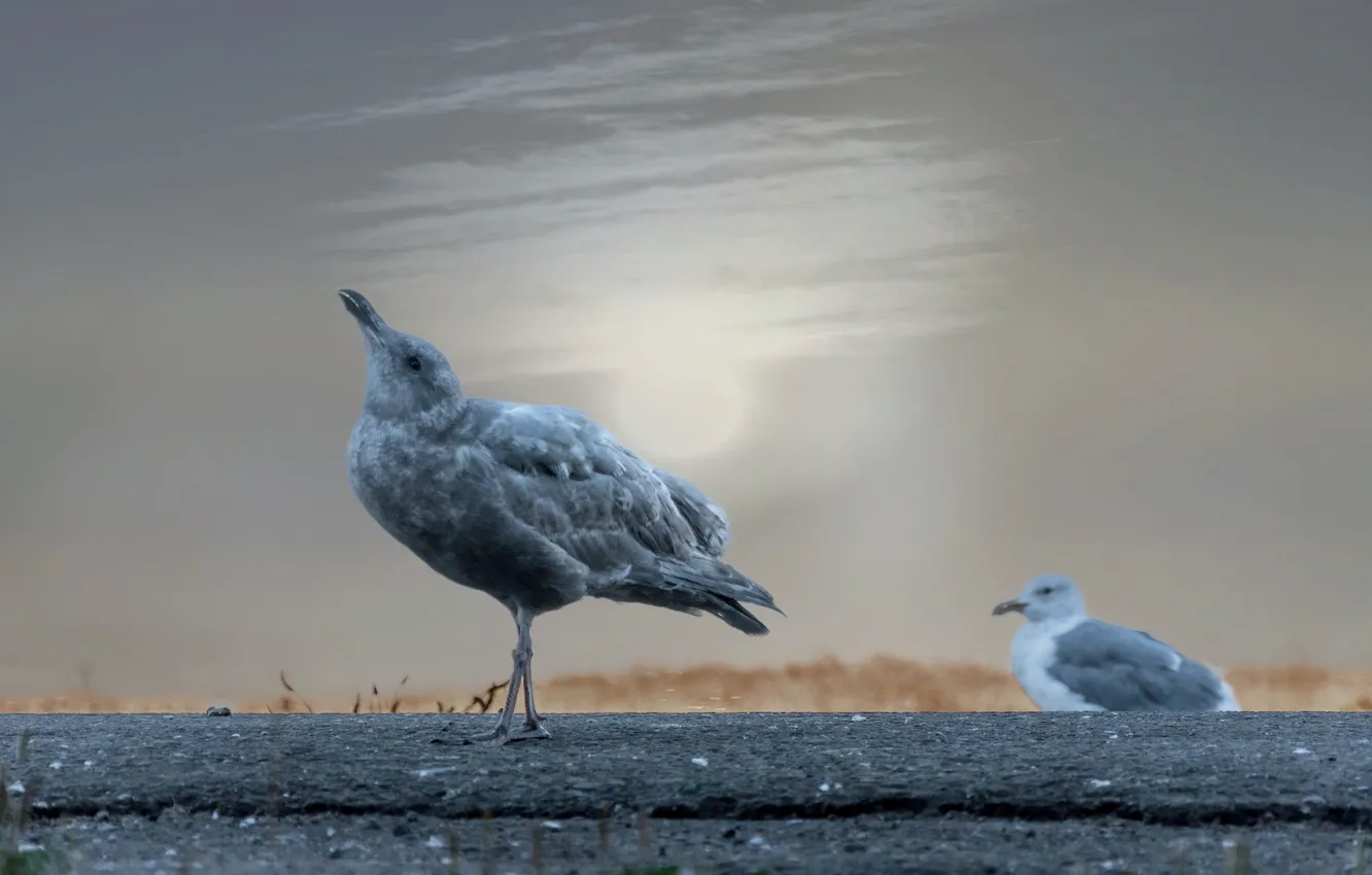 Фото обои птицы, природа, howling seagull