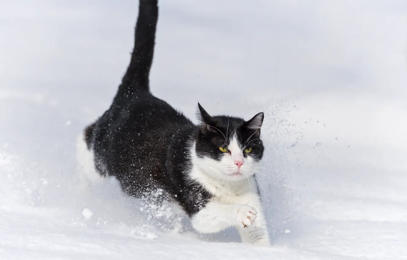 Фото обои зима, кошка, кот, снег, сугроб, бежит, ©Tambako The Jaguar