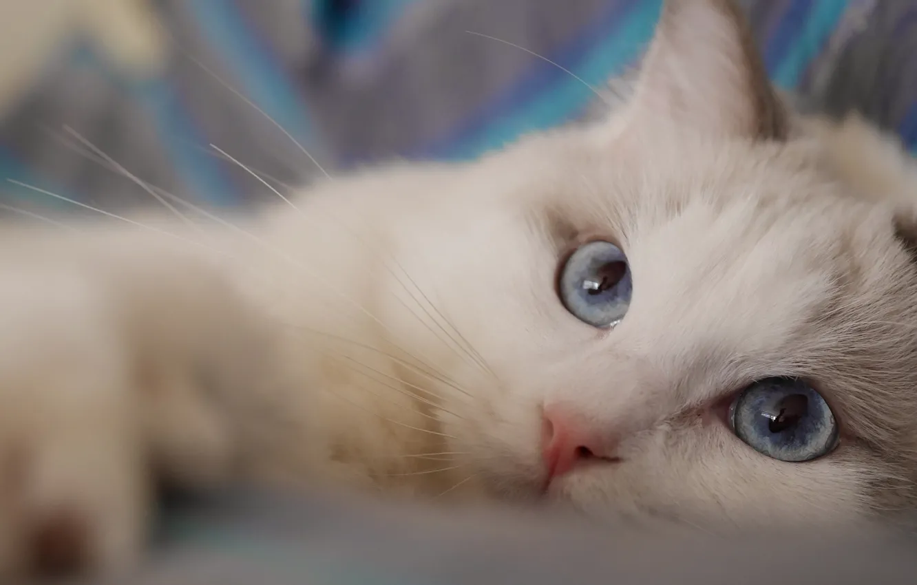 Фото обои кошка, взгляд, мордочка, голубые глаза, Рэгдолл