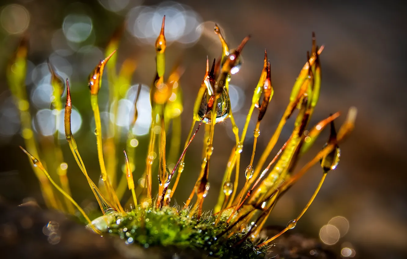 Фото обои трава, капли, свет, природа, мох, травинка, боке