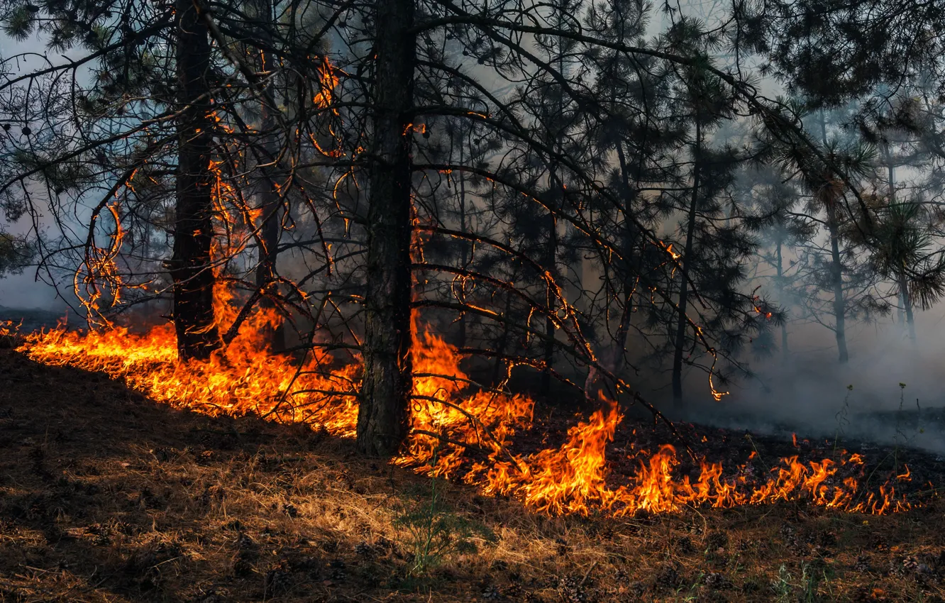 Фото обои fire, trees, smoke, forest fire