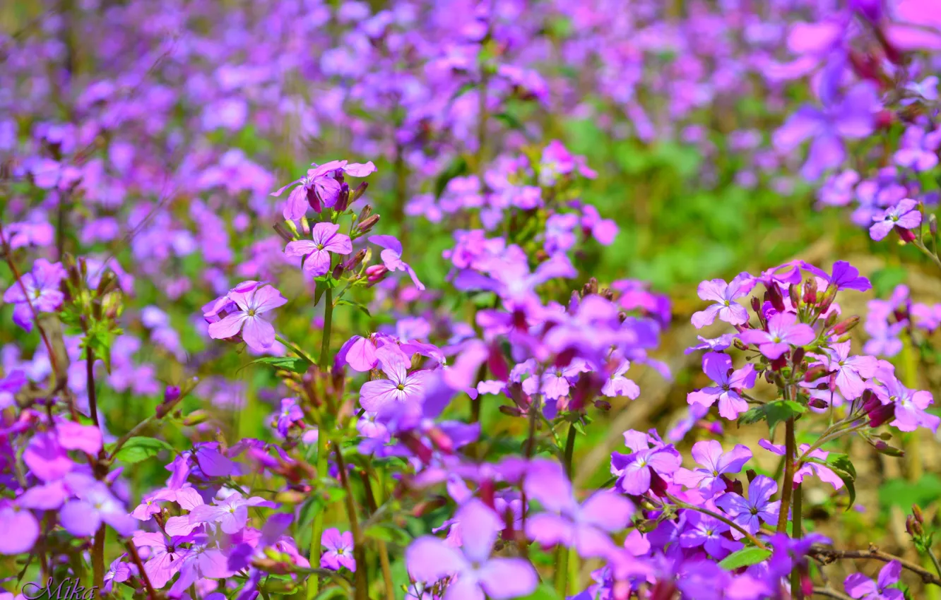 Фото обои Весна, Spring, Фиолетовые цветы, Purple flowers