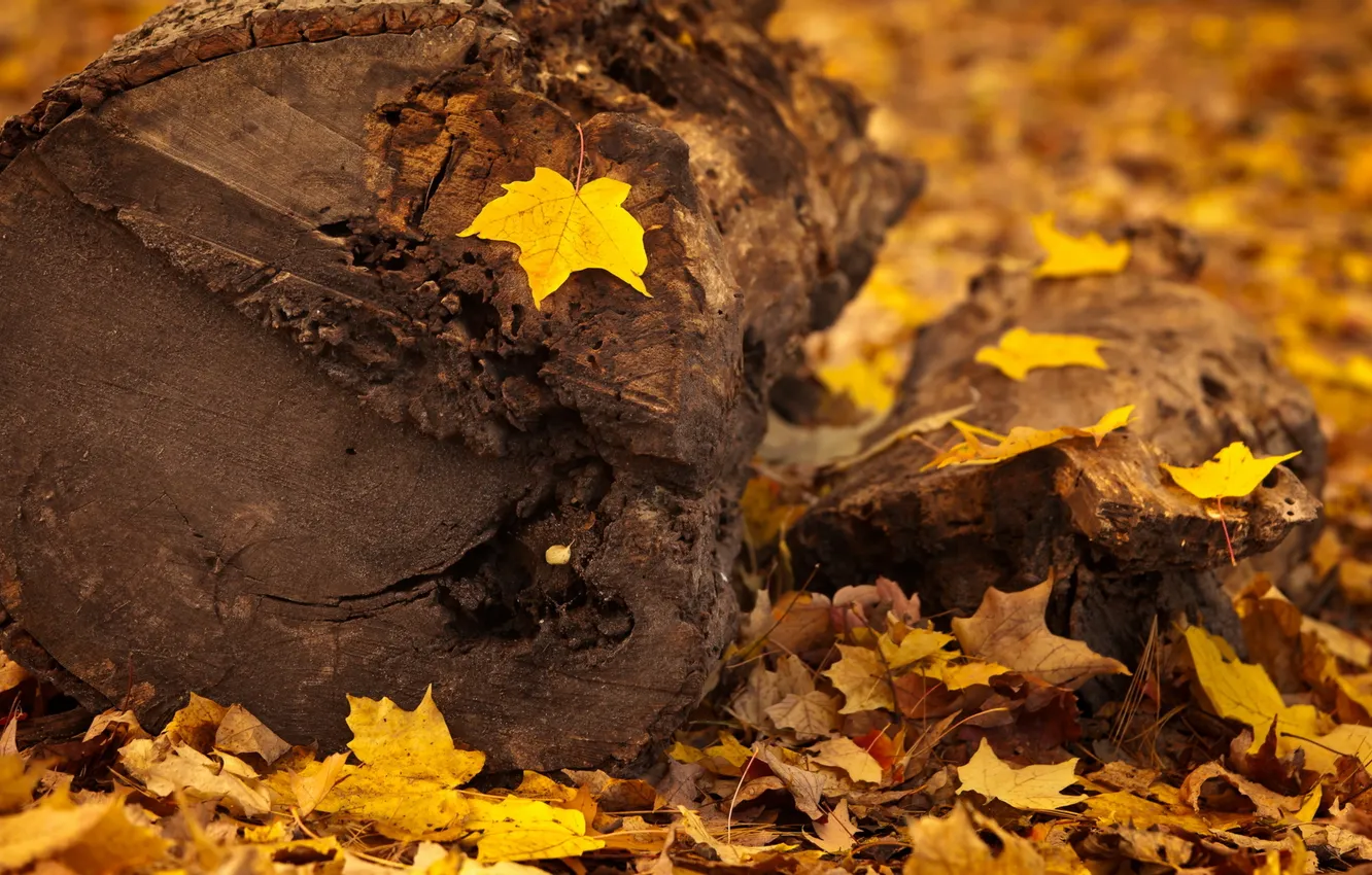 Фото обои осень, листья, макро, дерево