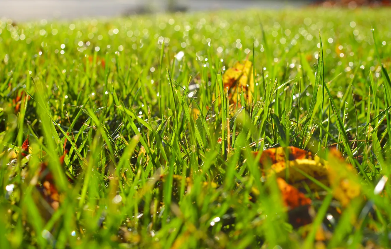 Фото обои трава, капли, роса, листва, размытость