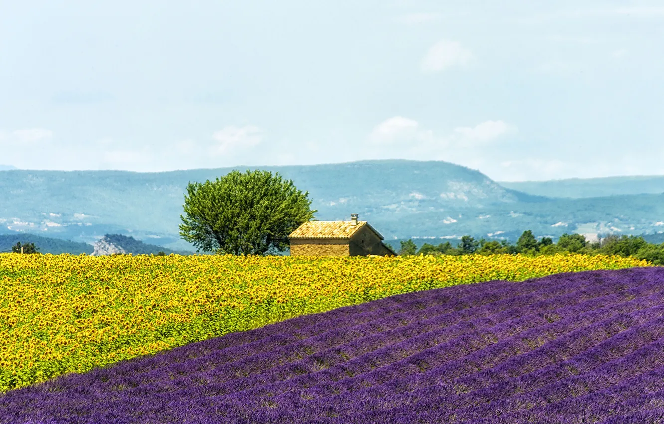 Фото обои поле, цветы, горы, дом, Франция, подсолнух, лаванда, плантация
