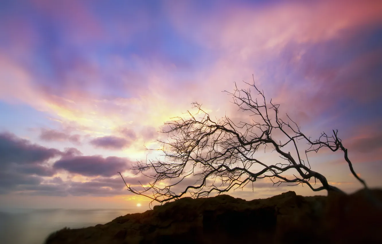 Фото обои море, солнце, облака, закат, скала, дерево, размытость, кривое