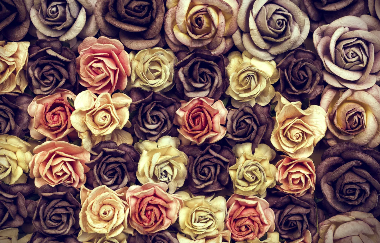 Фото обои цветы, розы, бутоны, много, roses, Bouquet