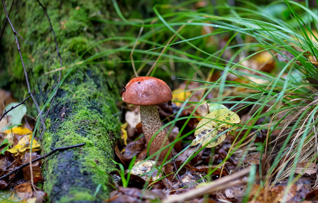 Фото обои листья, гриб, мох