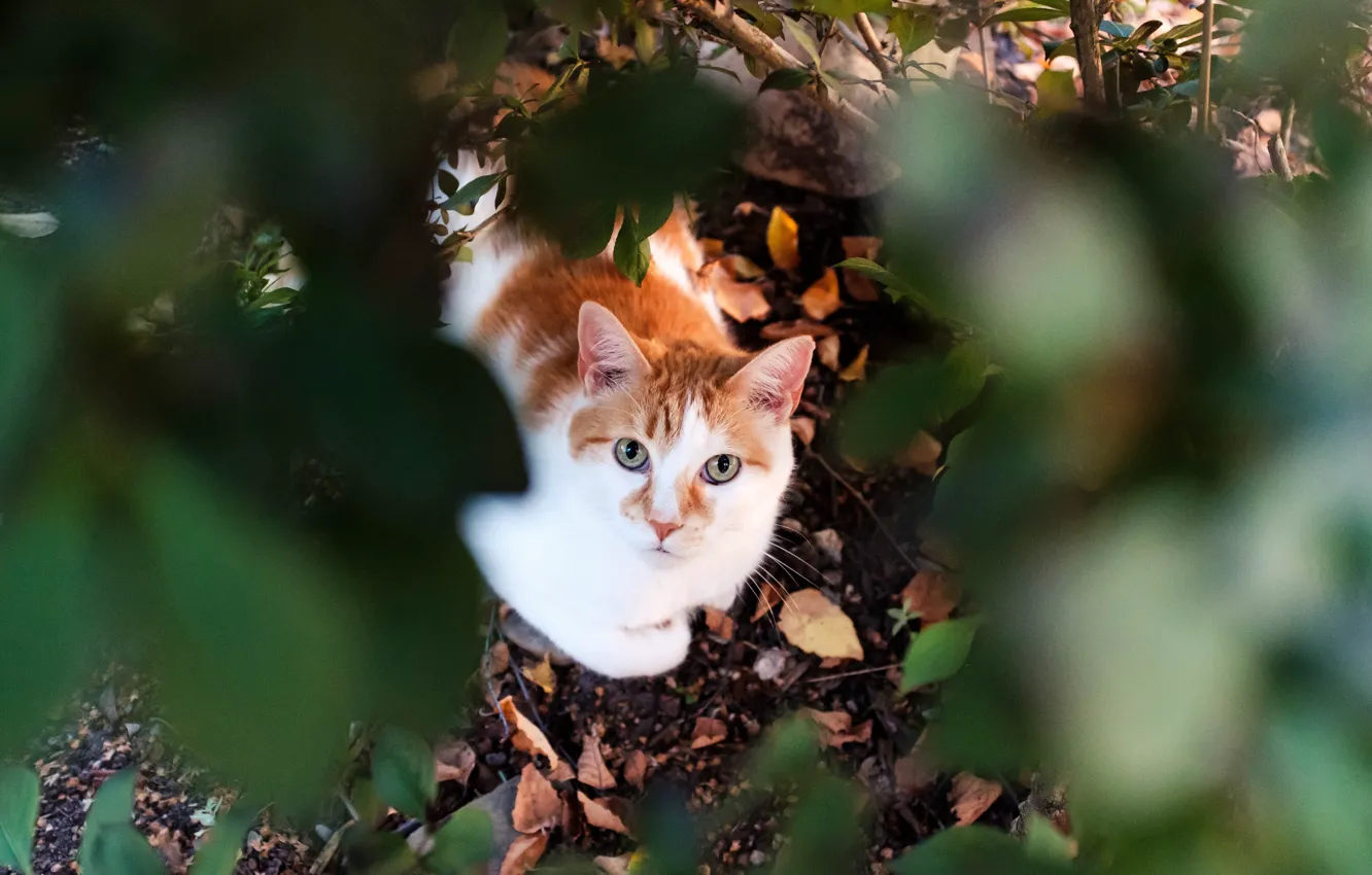Фото обои кошка, взгляд, листья, мордочка, котейка