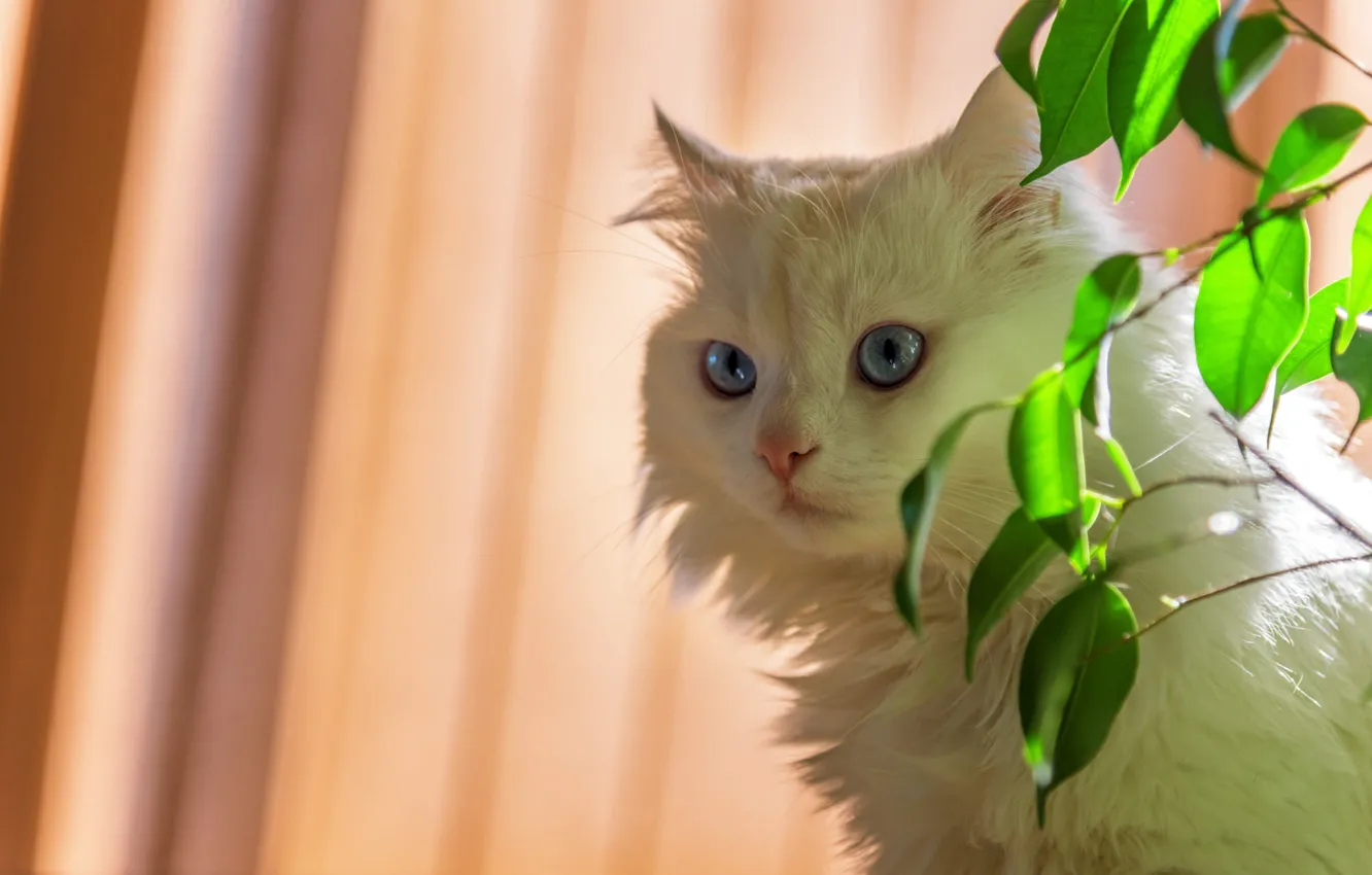 Фото обои кошка, кот, взгляд, листья, ветки, фон, портрет, белая