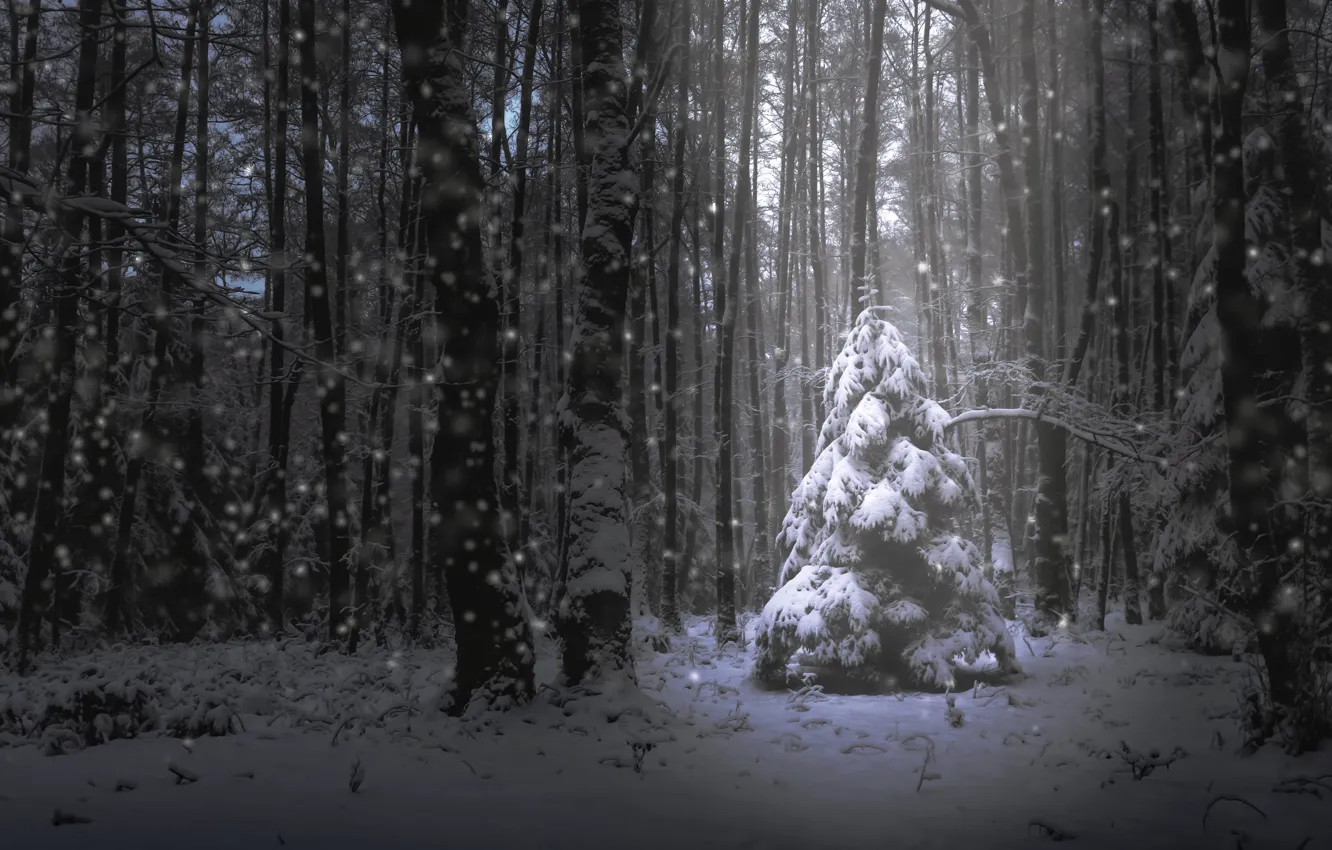 Фото обои лес, снег, ёлка