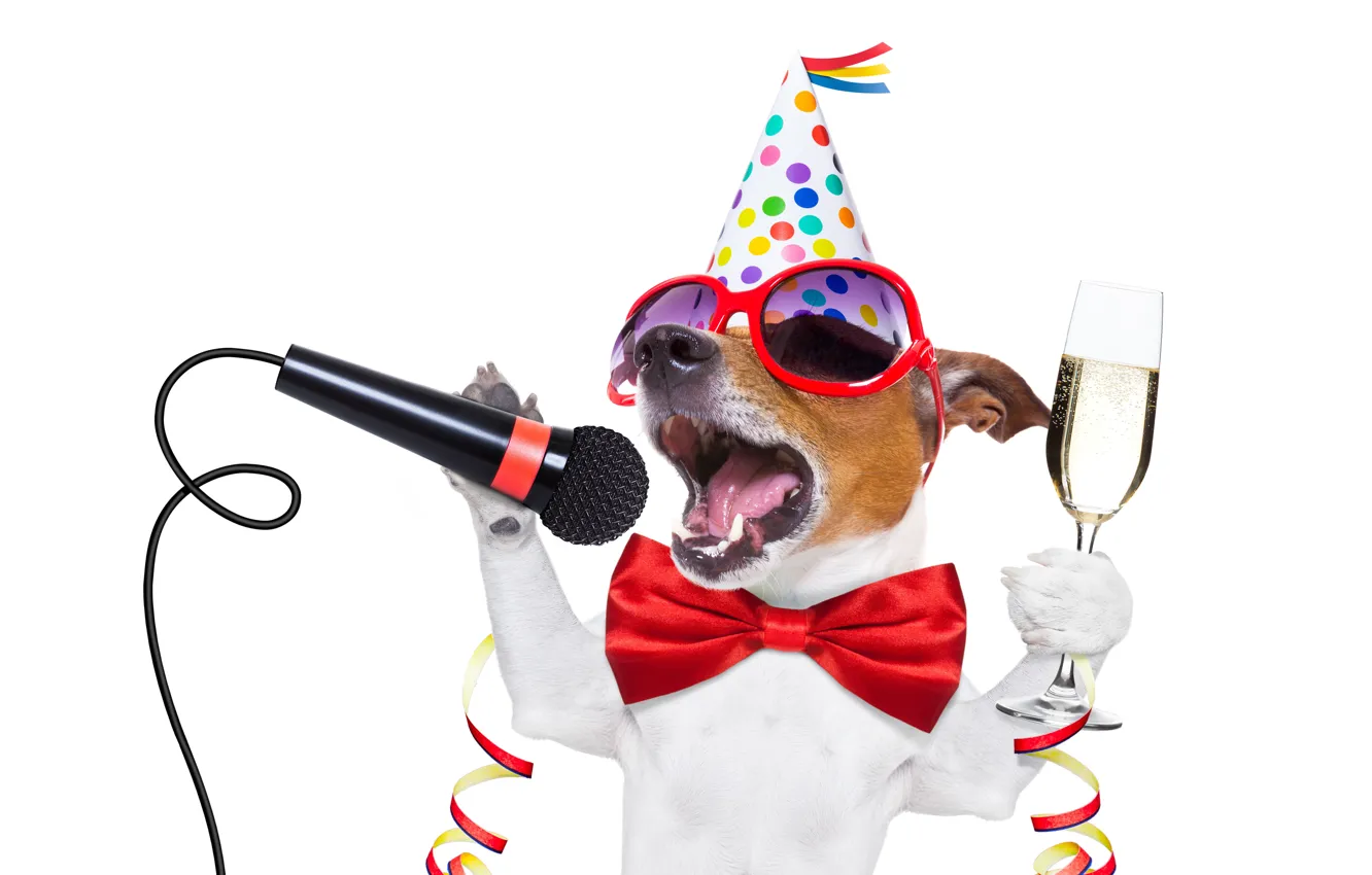 Фото обои собака, Новый Год, очки, new year, шампанское, happy, Happy New Year, party