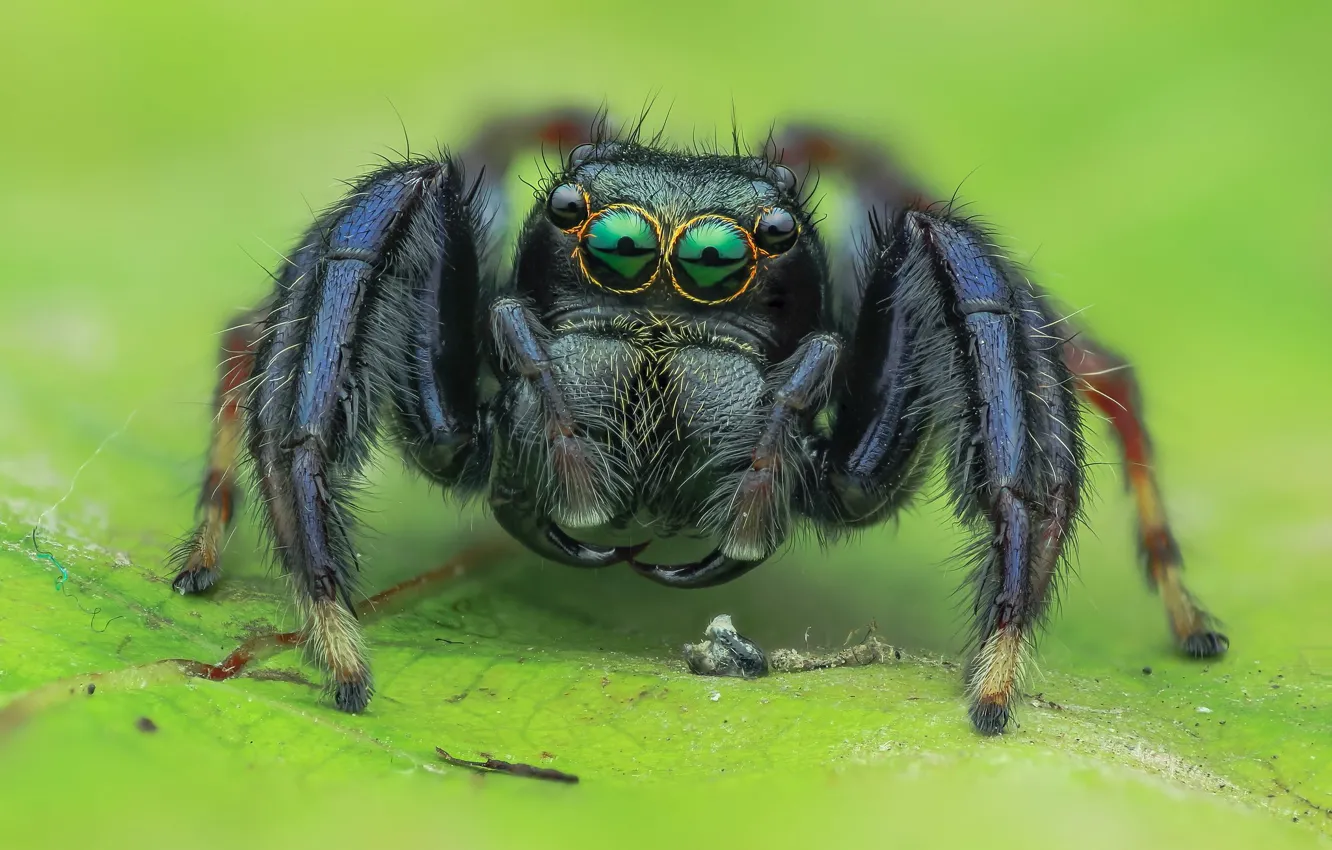 Фото обои взгляд, макро, зеленый, фон, черный, листок, паук, зеленые глаза
