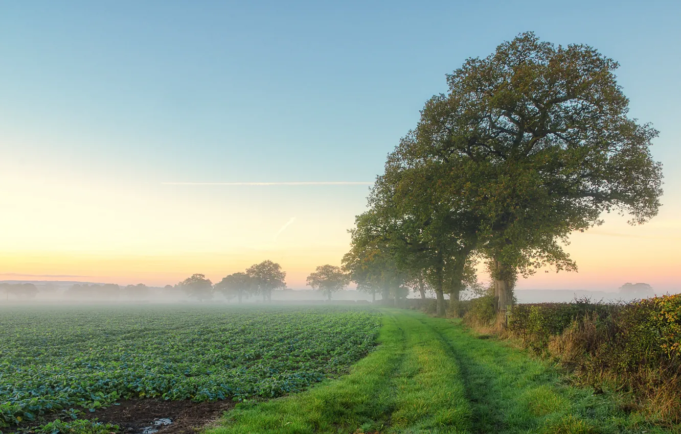 Фото обои поле, лето, деревья, туман, утро