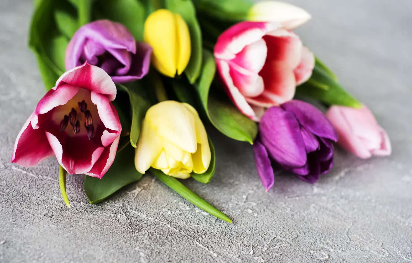 Фото обои цветы, букет, colorful, тюльпаны, wood, flowers, tulips, spring