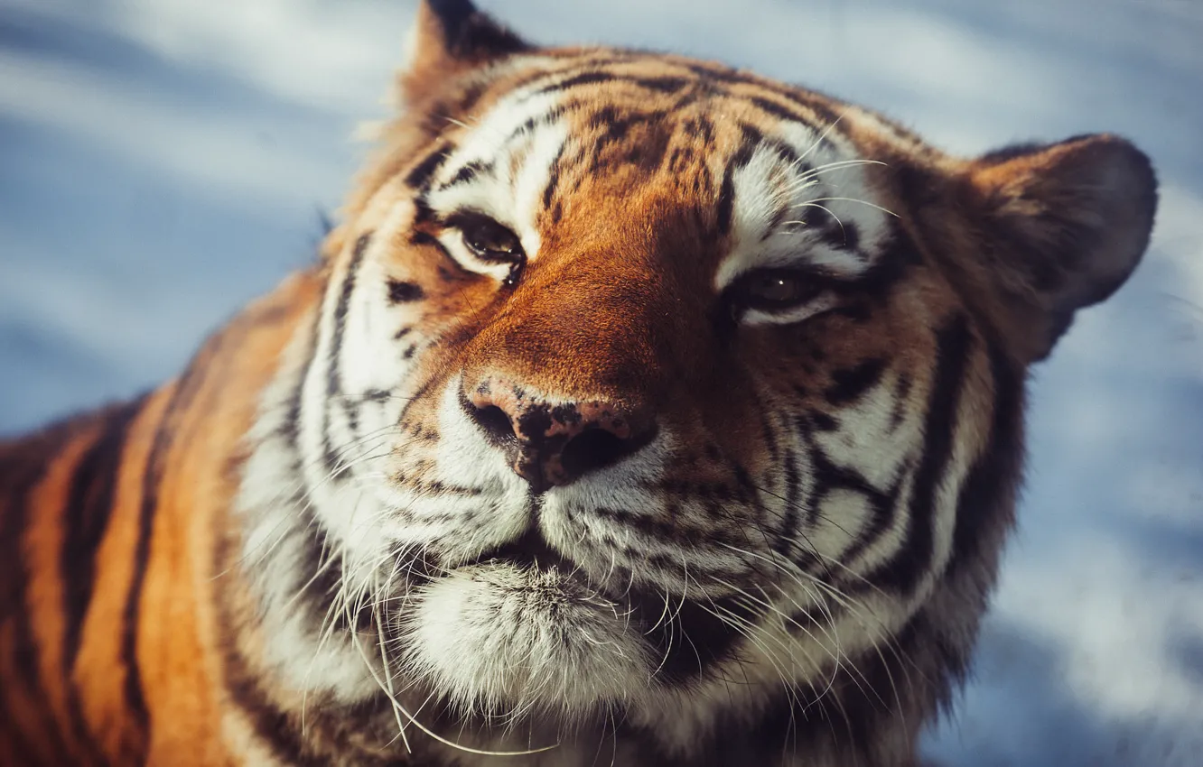 Фото обои взгляд, морда, хищник, дикая кошка, Амурский тигр