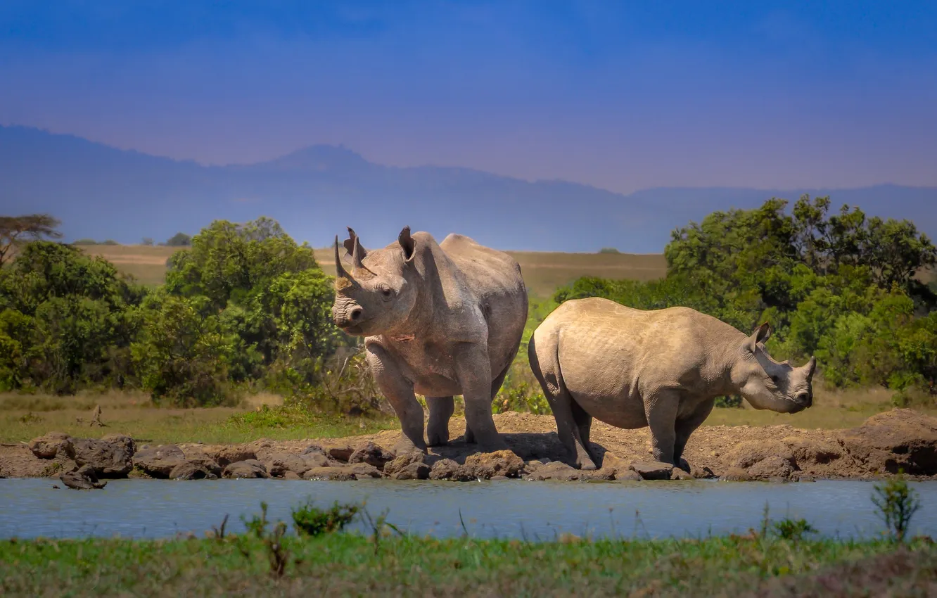 Фото обои пейзаж, горы, носорог, африка