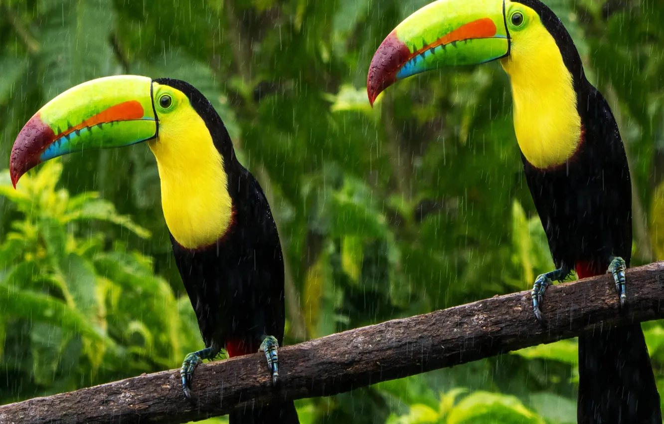 Фото обои jungle, birds, tucan, tropical Rainforest