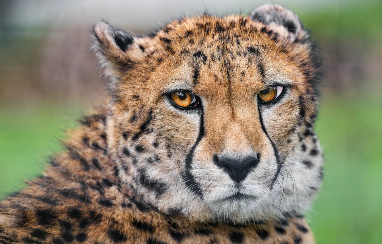 Фото обои взгляд, морда, гепард, выражение