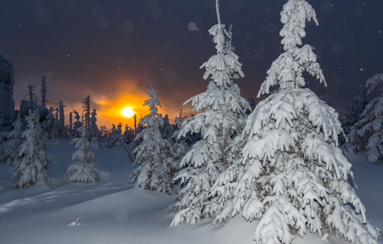 Фото обои зима, снег, деревья, пейзаж, закат, природа, Германия, ели