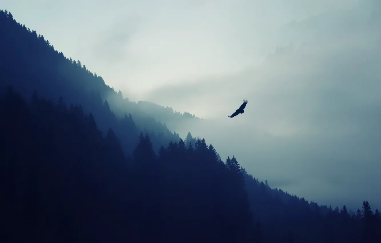 Фото обои лес, горы, природа, птица, орел, дымка