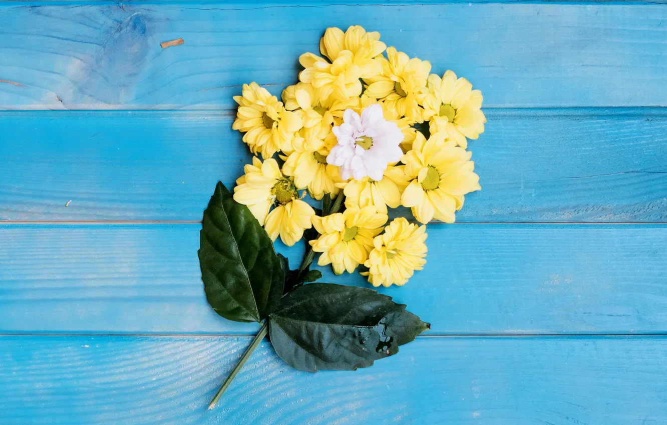 Фото обои листья, цветы, желтые, белые, хризантемы, голубой фон