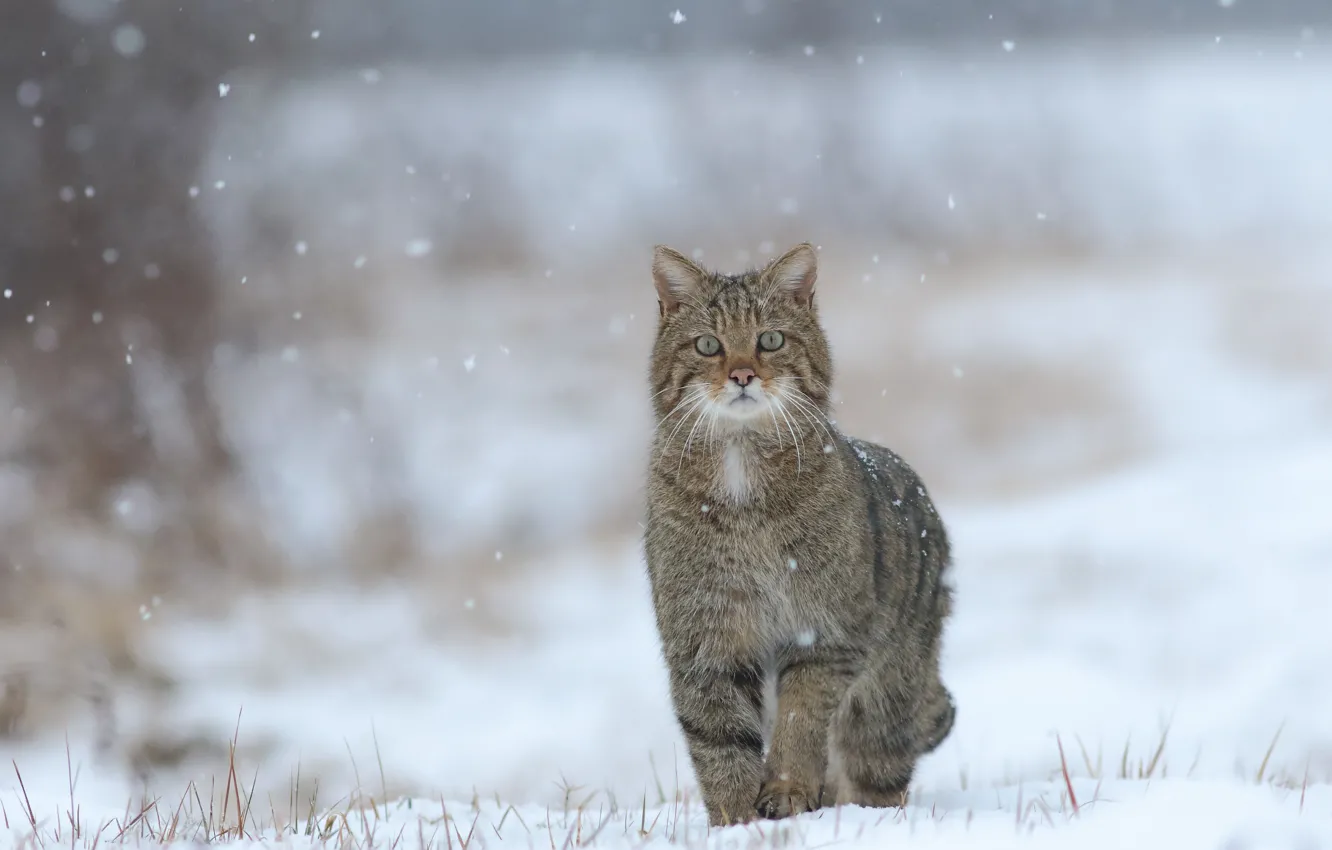 Фото обои зима, снег, дикая кошка, боке, лесная кошка