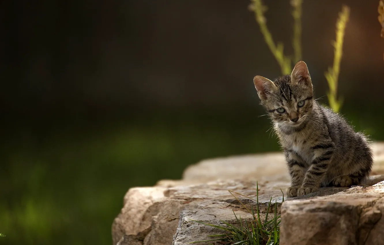 Фото обои размытость, сидит на камне, полосатый котёнок