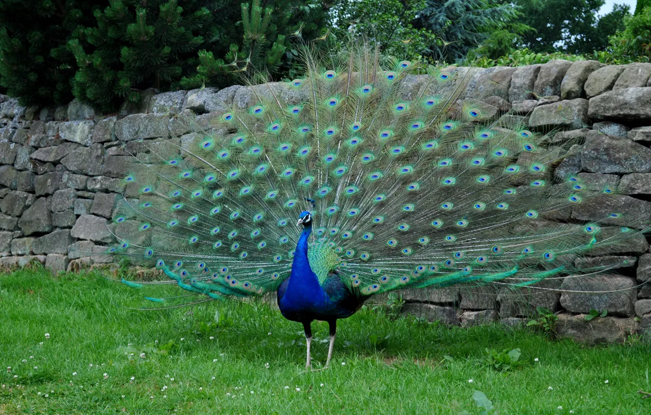 Фото обои Природа, Трава, Павлин, Grass, nature, peacock