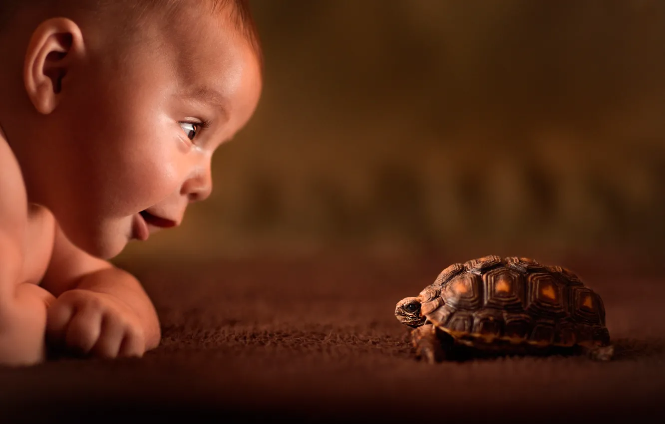 Фото обои взгляд, черепаха, ребёнок, любопытство