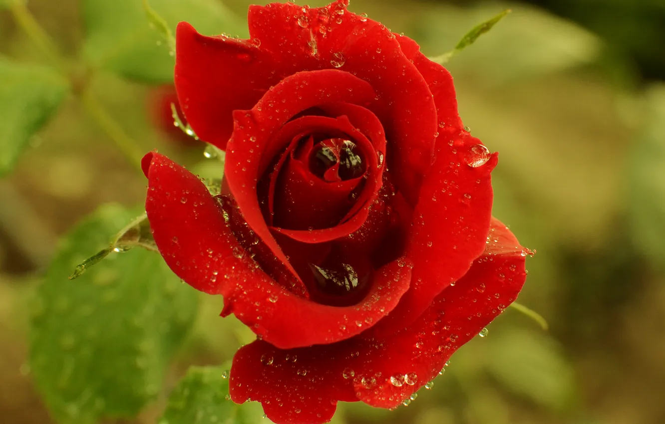 Фото обои капли, макро, роза, red, красная, Rose, macro, drops