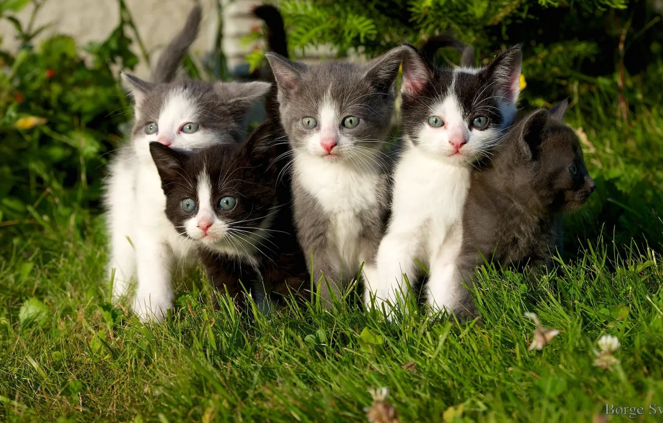 Фото обои котята, grass, травка, kittens