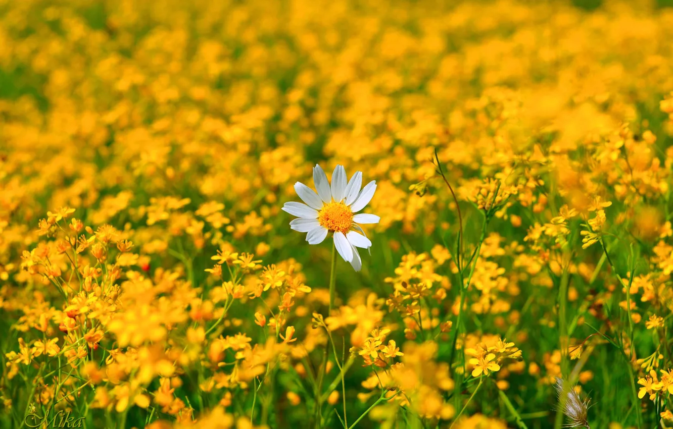 Фото обои Ромашка, Цветочки, Flowers, Цветение, Camomile, Flowering