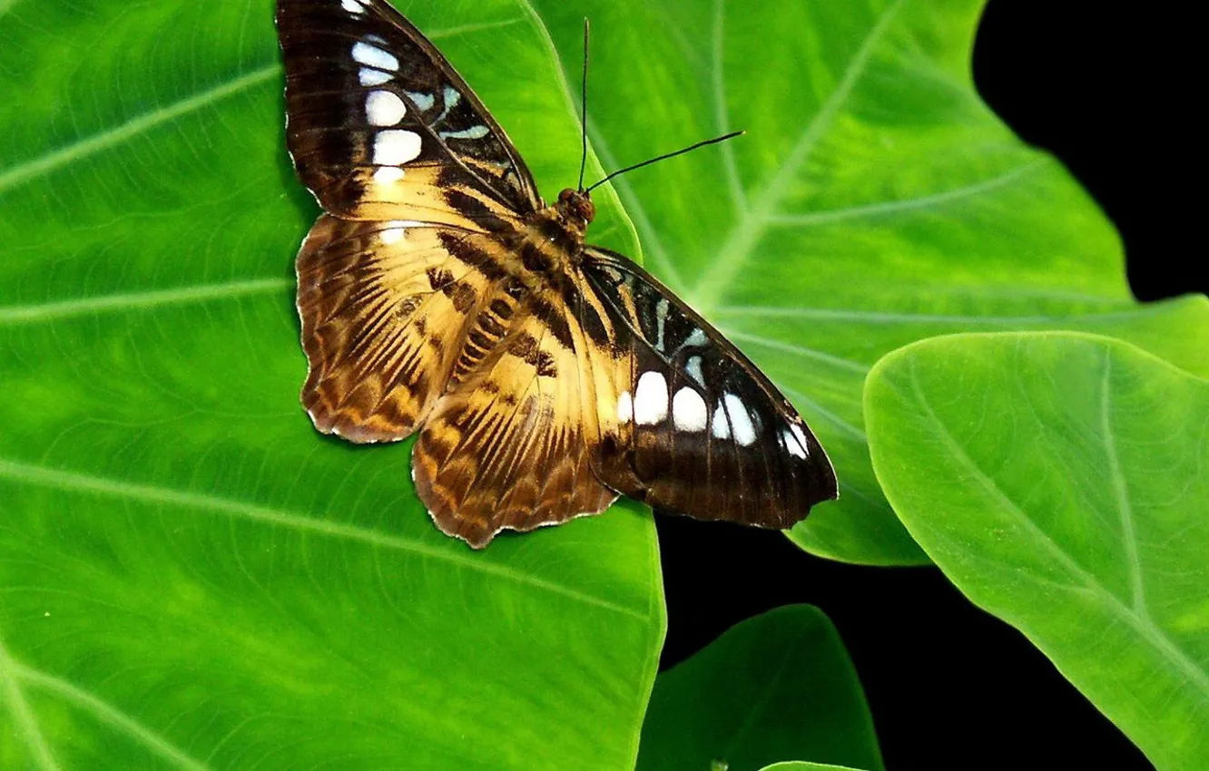 Фото обои зелень, лист, Бабочка
