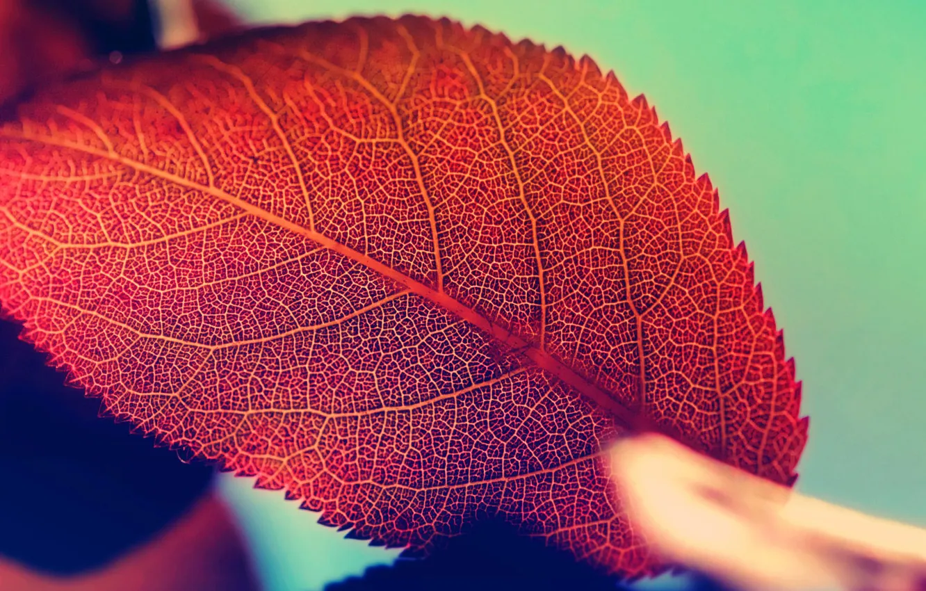 Фото обои осень, природа, лист, красота, nature, autumn, macro, beauty