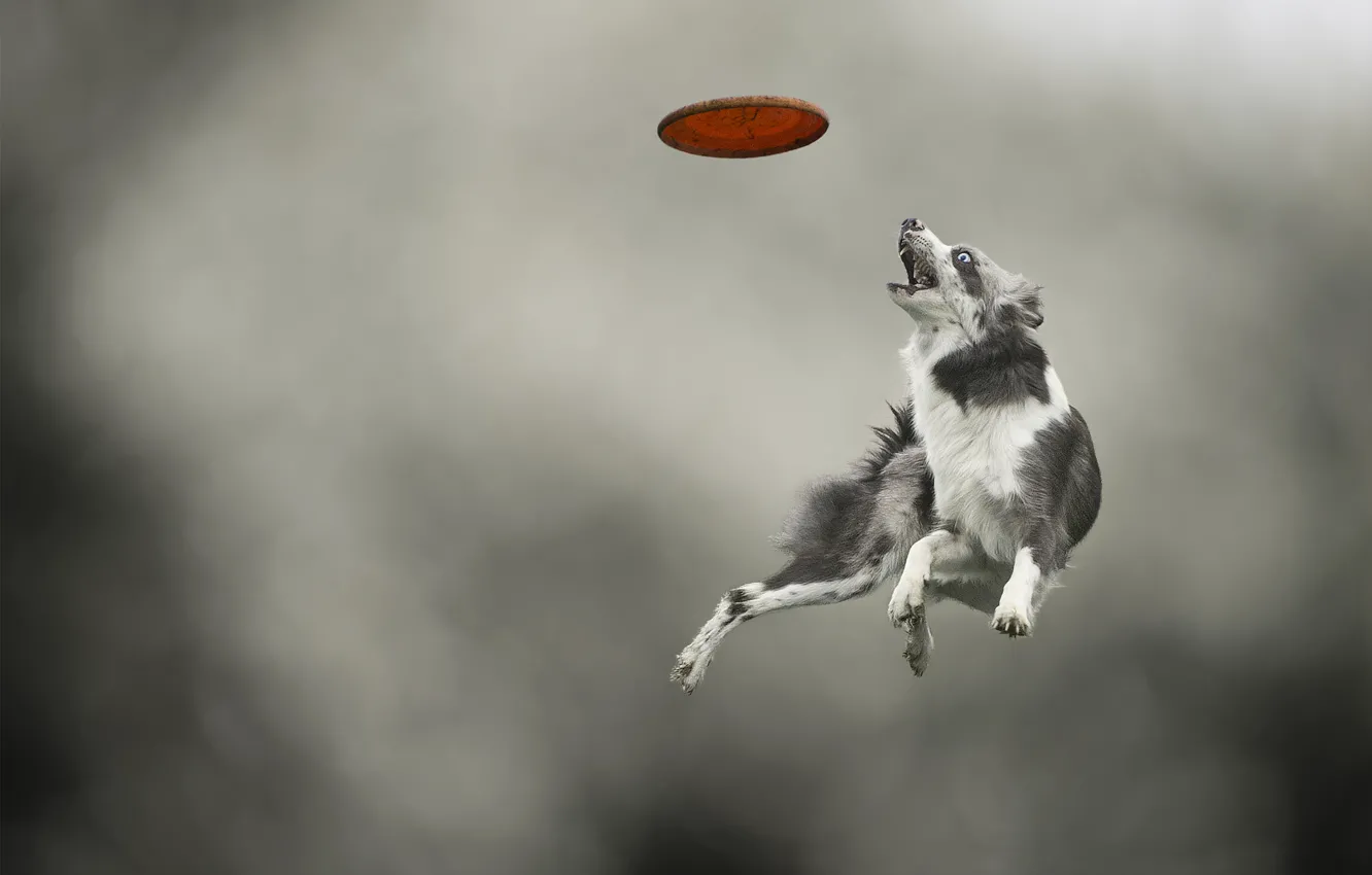 Фото обои прыжок, игра, собака, пес, диск, порода, ловит, Border Collie