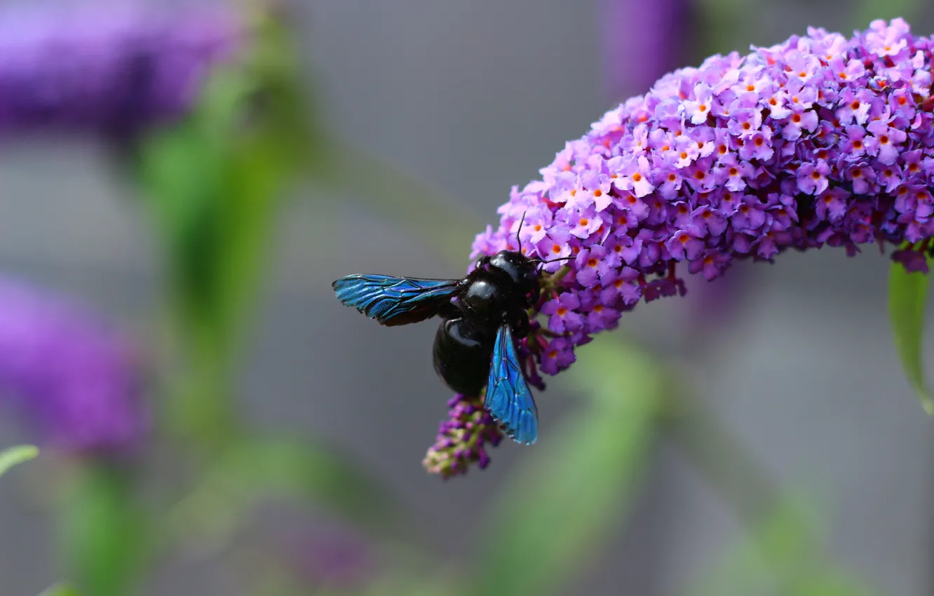 Фото обои цветы, черный, крылья, насекомое, шмель