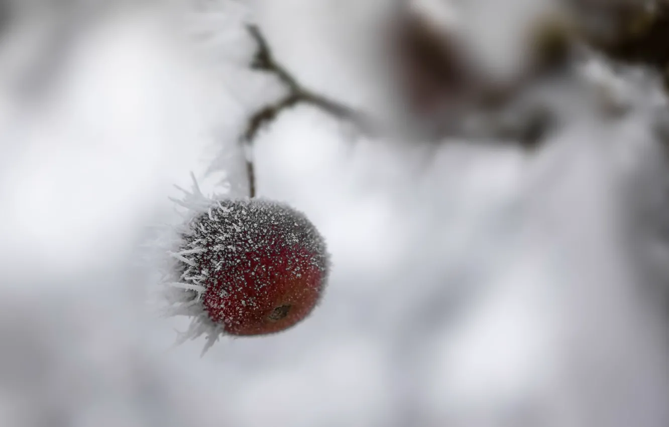 Фото обои холод, зима, снег, яблоко