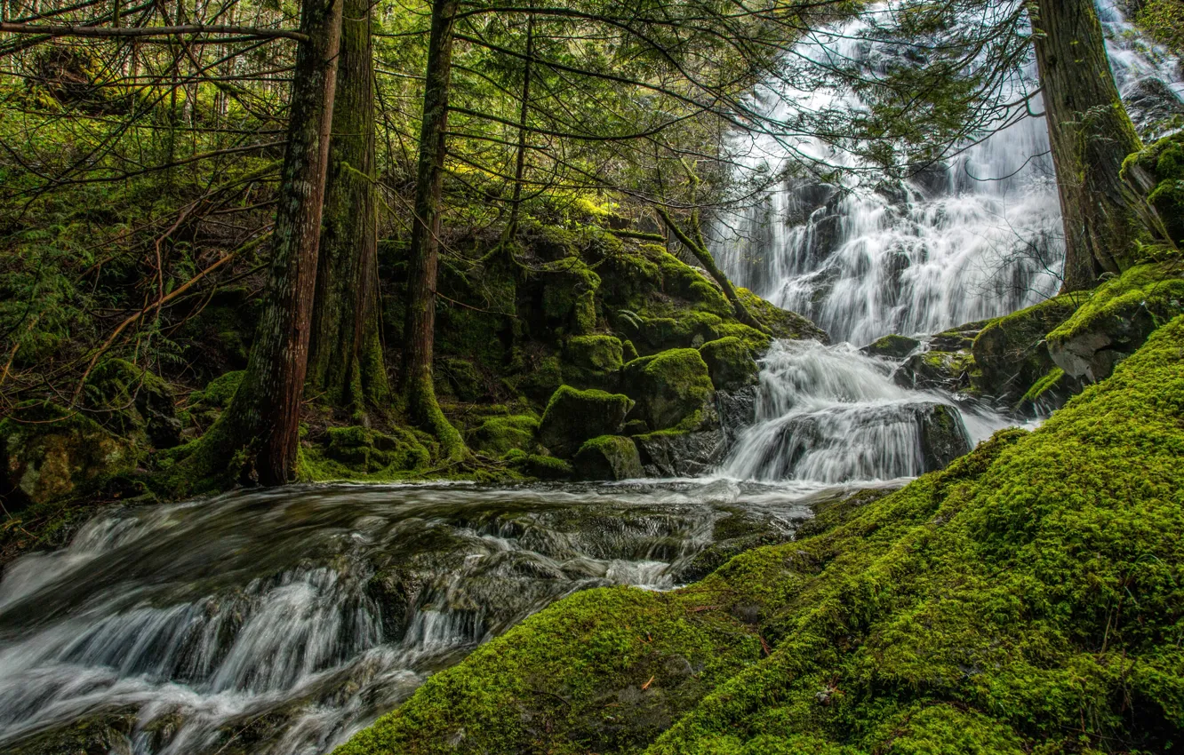 Фото обои зелень, лес, деревья, ручей, камни, течение, водопад, мох