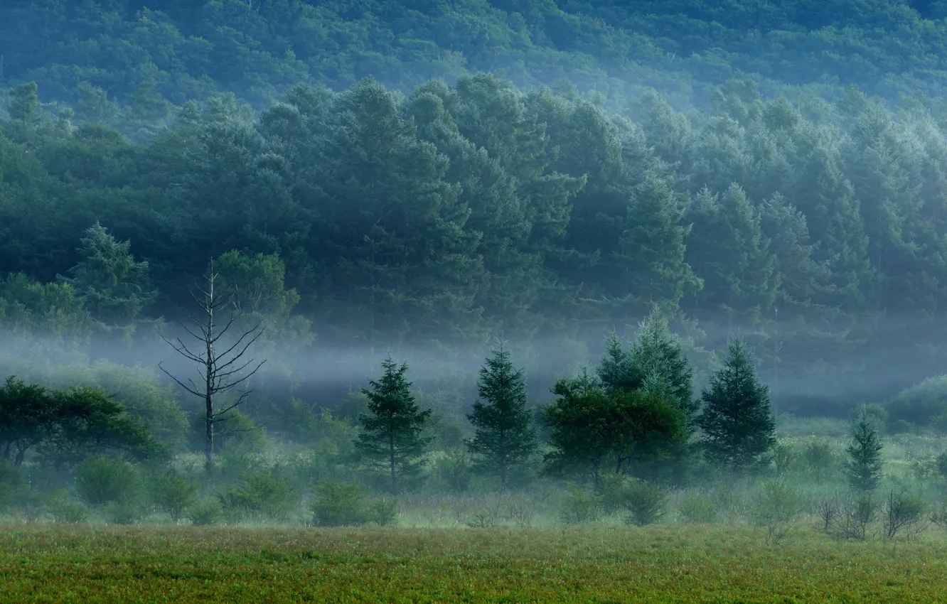 Фото обои поле, лес, трава, деревья, туман