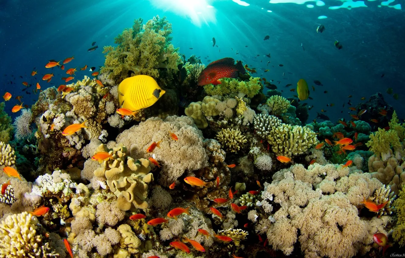 Фото обои море, океан, кораллы, подводный мир, тропические рыбки